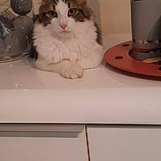 Shaka participe au concours pour gagner de l'argent avec cette photo : cat, fluffy, white, brown, pink_nose, tabletop, glass_vase, decorative_balls, container, striped, indoor, feline, animal, pet, curious, calm, closeup, portrait, resting, domestic