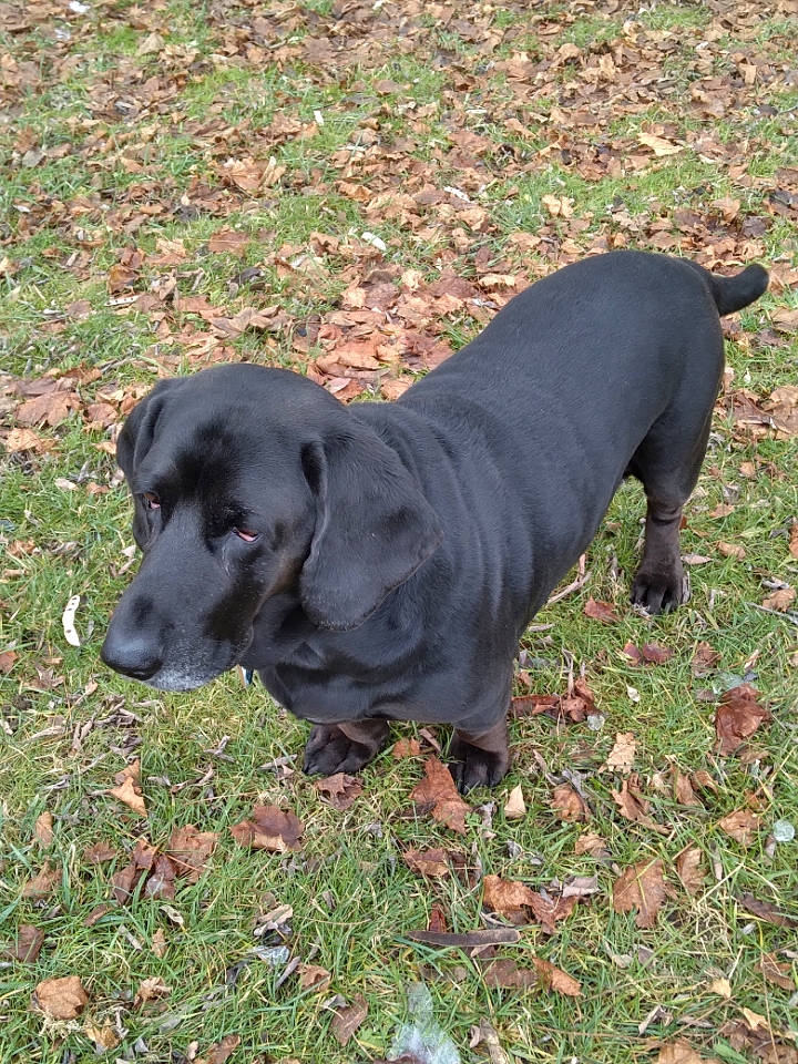 Clinton joined the competition — help win amazing prizes! borador, canidae, carnivore, companion_dog, dog, dog_breed, fur, grass, gun_dog, hunting_dog, labrador_retriever, liver, plant, retriever, snout, sporting_group, tail, terrestrial_animal, whiskers, working_animal