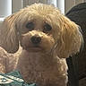 dog, small_dog, fluffy, cream_colored, long_hair, shaggy, pet, portrait, closeup, sitting, indoors, couch, curtains, window, soft_lighting, brown_eyes, black_nose, cute, companion_animal, home