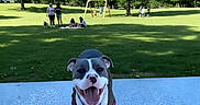 Roxy is registered to the contest to win money with this photo: dog, pit_bull, pet, animal, smiling, happy, open_mouth, tongue, collar, harness, outdoor, park, grass, trees, sunny, blue_surface, playground, swing_set, people, ai_generated_content