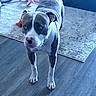 Roxy joined the competition — help win amazing prizes! dog, pit_bull, gray_and_white, standing, indoors, living_room, hardwood_floor, area_rug, pet_toy, pink_toy, red_toy, animal, canine, short_hair, blue_eyes, white_chest, white_paws, portrait, home, alert