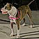 Roxy