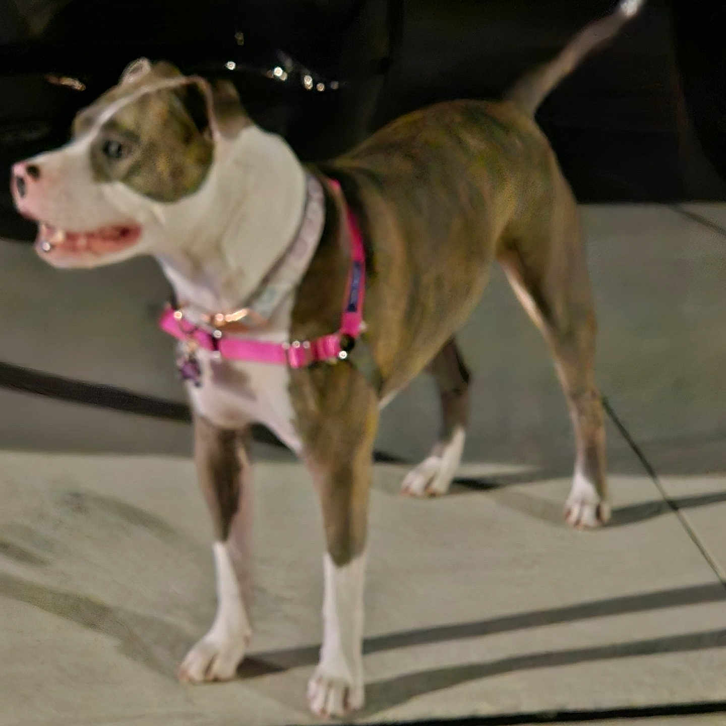 Roxy