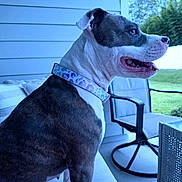 Roxy is registered to the contest to win money with this photo: dog, pet, canine, portrait, sitting, collar, blue_collar, short_hair, black_and_white, brown_fur, white_fur, open_mouth, panting, tongue, outdoor, patio, porch, chair, house, grass