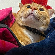 Julia joined the competition — help win amazing prizes! cat, orange_tabby, collar, flower_crown, blanket, cozy, indoor, pet, fur, whiskers, closeup, face, cute, looking_up, red, pink, blue, soft, relaxed, domestic_cat