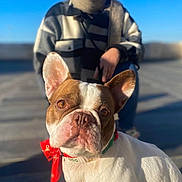 Dobby a rejoint le concours — aidez-le/la à gagner de superbes lots ! dog, french_bulldog, person, glasses, scarf, outdoor, blue_sky, sunlight, sidewalk, red_bandana, white_dog, brown_spots, smiling, casual_clothing, portrait, pet, happy, daylight, animal, cute