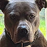 Blu is registered to the contest to win money with this photo: dog, pitbull, close_up, portrait, indoor, collar, pet, animal, brown_fur, white_chest, ears, nose, face, window, green_background, serious_expression, fur_texture, domestic_animal, canine, sitting
