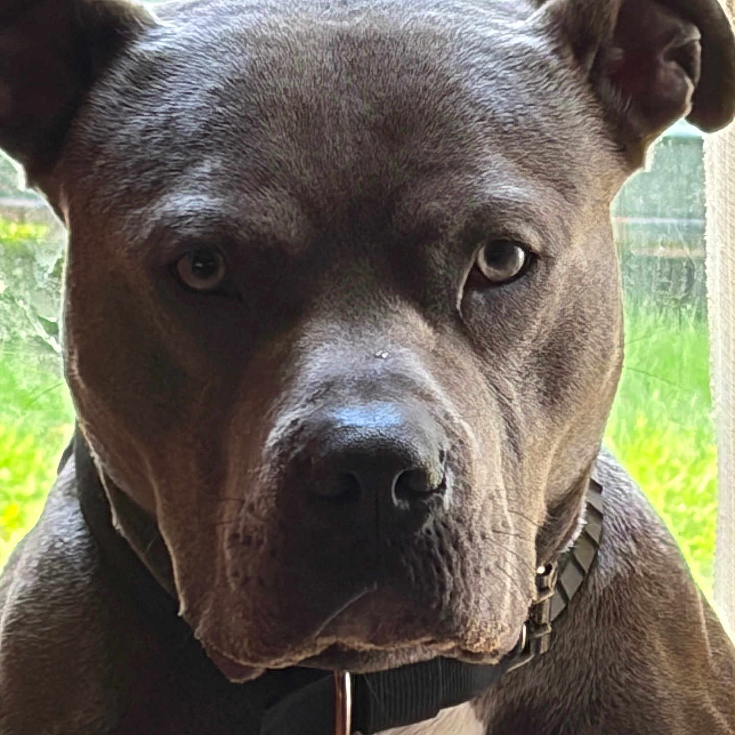 Blu