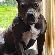 Blu joined the competition — help win amazing prizes! dog, indoors, black_coat, white_chest, curtains, glass_door, natural_light, window, pet, sitting, animal, collar, quiet, calm, portrait, domestic, canine, fur, indoor_lighting, looking