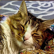 Pepper is registered to the contest to win money with this photo: animal_face, cat, close_up, colorful, cozy, cute, domestic_animal, embroidery, feline, fur, indoor, pattern, pet, portrait, relaxed, resting, sleeping, soft_focus, textile, whiskers