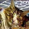 animal_face, cat, close_up, colorful, cozy, cute, domestic_animal, embroidery, feline, fur, indoor, pattern, pet, portrait, relaxed, resting, sleeping, soft_focus, textile, whiskers