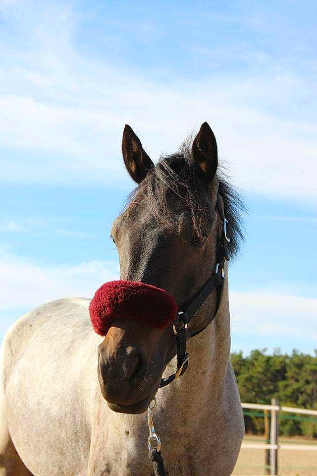 Dream a rejoint le concours — aidez-le/la à gagner de superbes lots ! bridle, halter, horse, horse_like_mammal, horse_supplies, horse_tack, livestock, mane, mare, mustang_horse, pack_animal, rein, sky, snout, stallion