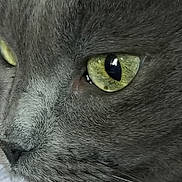 Tippy Boy joined the competition — help win amazing prizes! abyssinian, angora, animal, blackcat, cat, kitten, manx, pet, snout, text