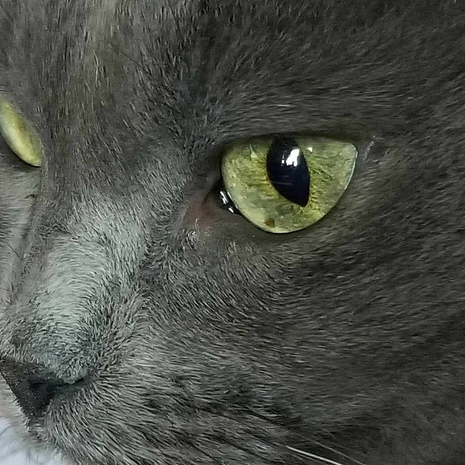 Tippy Boy