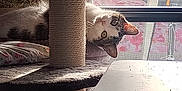 Tippy is registered to the contest to win money with this photo: cat, scratching_post, cat_tree, window, curious, indoor, pet, feline, fur, whiskers, pillow, table, light, shadow, home, animal, looking, upside_down, resting, cozy