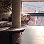 cat, scratching_post, cat_tree, window, curious, indoor, pet, feline, fur, whiskers, pillow, table, light, shadow, home, animal, looking, upside_down, resting, cozy