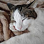 Tippy joined the competition — help win amazing prizes! cat, sleeping, closeup, paw, feline, fur, whiskers, relaxation, indoor, cozy, blanket, rest, cute, pet, animal, domestic, soft, peaceful, nap, comfort