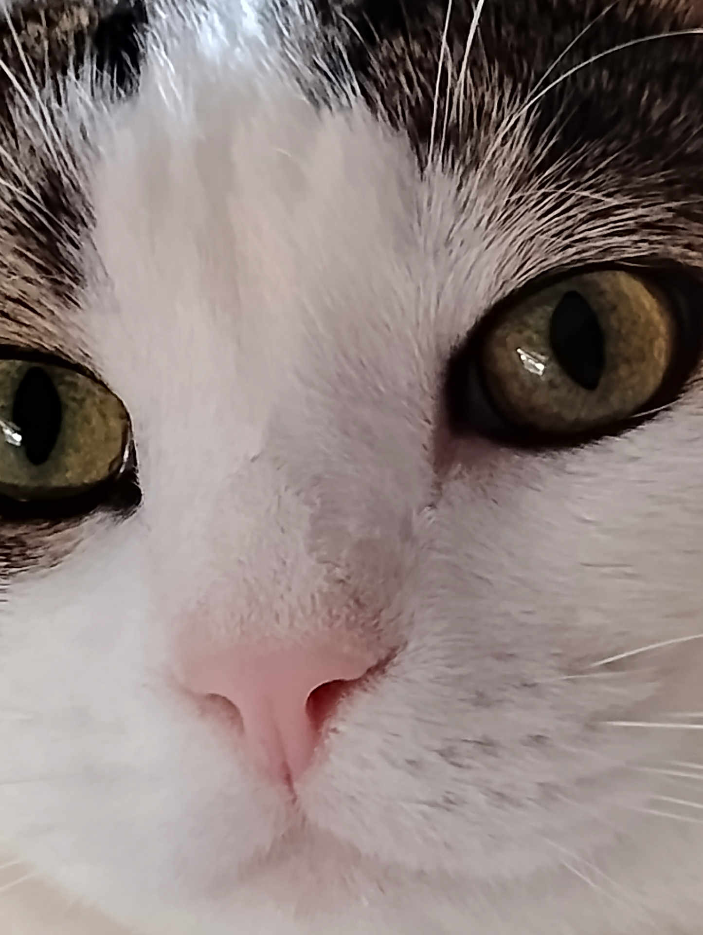 Tippy joined the competition — help win amazing prizes! cat, close_up, face, eyes, nose, whiskers, fur, pet, animal, cute, domestic_cat, feline, muzzle, portrait, soft, detail, curious, macro, pink_nose, green_eyes