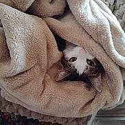 Tippy is registered to the contest to win money with this photo: cat, blanket, cozy, fur, pet, indoor, cute, animal, resting, warm, soft, home, tabby, white, face, ears, eyes, relaxing, comfort, snuggled