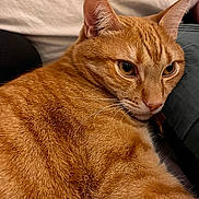 Finnegan joined the competition — help win amazing prizes! animal, cat, close_up, curious_eyes, cute, domestic_pet, ears, face, feline, fur, indoor, lying_down, mammal, orange_tabby, pet, portrait, relaxed, resting, soft_surface, whiskers
