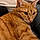 Finnegan