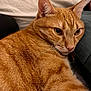 animal, cat, close_up, curious_eyes, cute, domestic_pet, ears, face, feline, fur, indoor, lying_down, mammal, orange_tabby, pet, portrait, relaxed, resting, soft_surface, whiskers