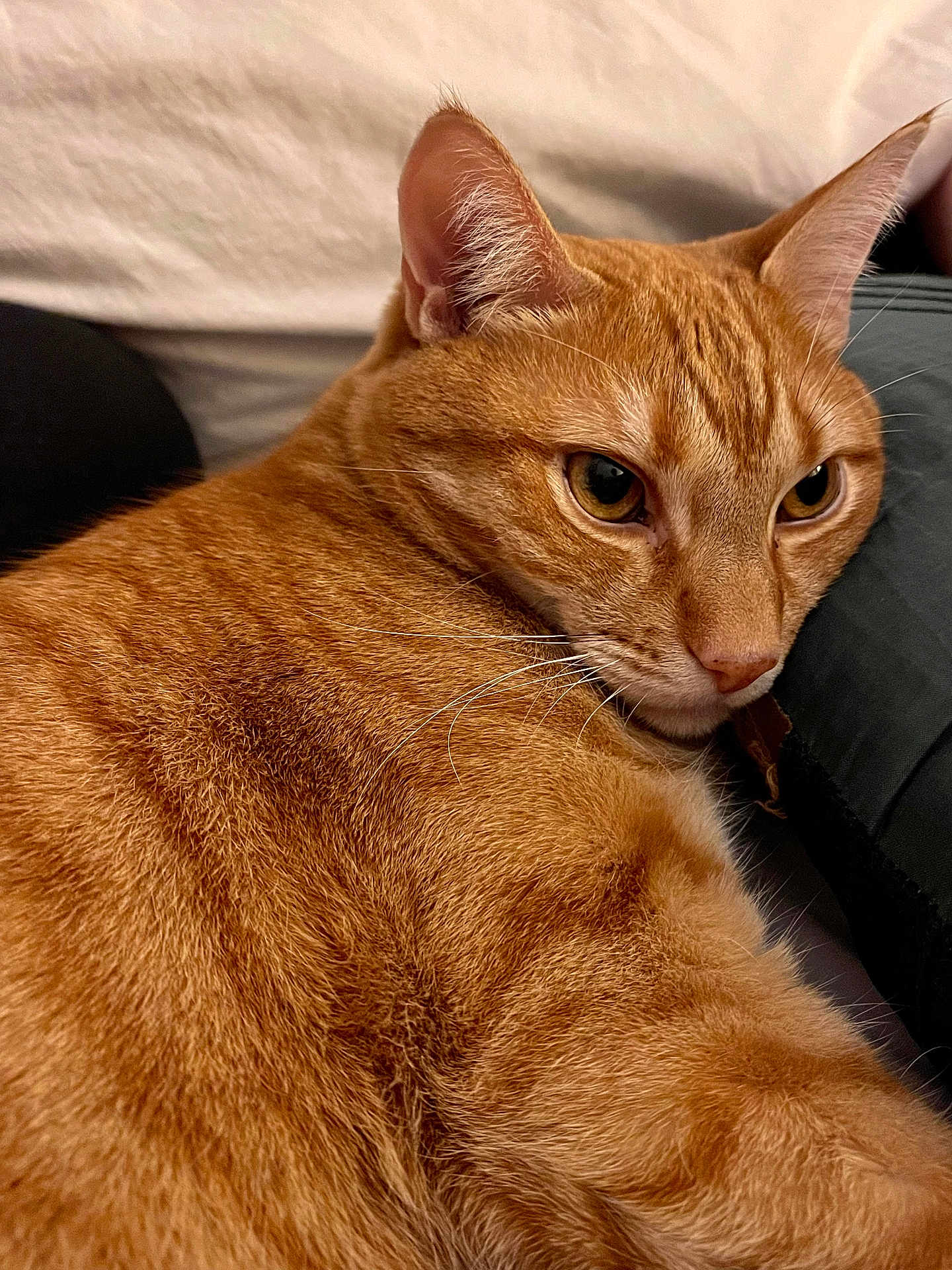 Finnegan