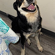 Bella is registered to the contest to win money with this photo: dog, indoor, smiling, happy, floor, quilt, bed, black_and_white, pet, animal, canine, looking_up, sitting, fur, teeth, tongue, ears, tail, wooden_floor, wall