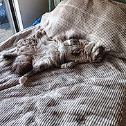 King Louie is registered to the contest to win money with this photo: cat, cats, fluffy, long_hair, sleeping, resting, cuddling, pet, animal, bed, bedspread, blanket, bedroom, indoors, window, sunlight, green_bedframe, gray_and_white, relaxed, nap