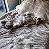 cat, cats, fluffy, long_hair, sleeping, resting, cuddling, pet, animal, bed, bedspread, blanket, bedroom, indoors, window, sunlight, green_bedframe, gray_and_white, relaxed, nap