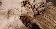 King Louie is registered to the contest to win money with this photo: cats, three_cats, fluffy, long_hair, sleeping, awake, tabby, black_and_white, relaxed, cuddling, group, pets, animals, feline, fur, whiskers, eyes, couch, cushion, indoor