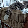 cat, tabby, sleeping, sleepy, pet, animal, whiskers, fur, striped_fur, paw, armchair, upholstery, indoor, living_room, christmas_tree, holiday, cozy, relaxed, portrait, closeup