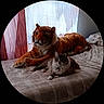 cat, tiger_plush, stuffed_animal, bed, bedroom, indoors, pet, feline, fluffy, long_hair, sitting, lying_down, relaxed, bedding, curtains, window, home, photography, animal_companion, playful