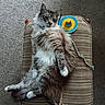 cat, fluffy_cat, gray_and_white, longhaired, feline, pet, animal, sitting, lounging, chair, cushion, indoor, carpet, toy, colorful_object, whiskers, ears, paws, tail, portrait