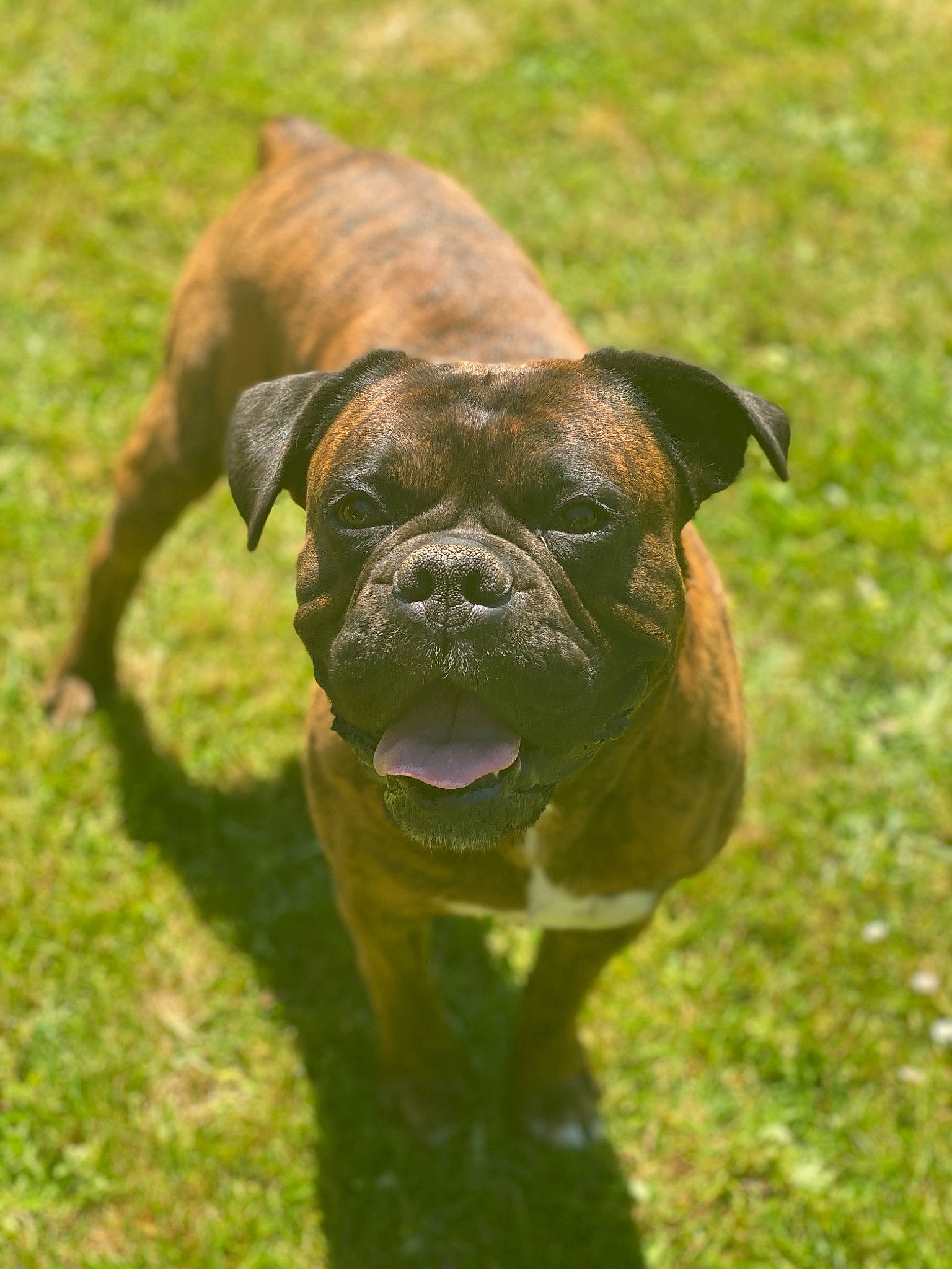 Hélios a rejoint le concours — aidez-le/la à gagner de superbes lots ! boxer, bullmastiff, canidae, carnivore, companion_dog, dog, dog_breed, fawn, grass, mammal, molosser, old_english_bulldog, olde_english_bulldogge, perro_de_presa_mallorquin, plant, renascence_bulldogge, snout, sporting_group, vertebrate, working_dog