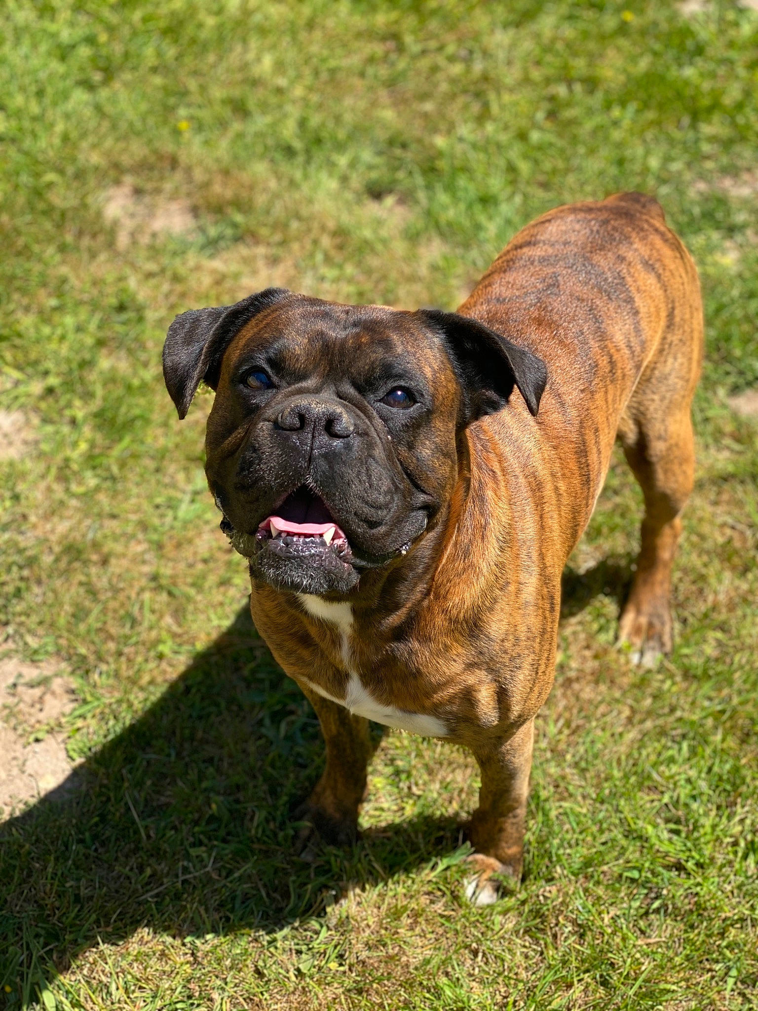 Hélios a rejoint le concours — aidez-le/la à gagner de superbes lots ! australian_bulldog, british_bulldogs, bulldog, bullmastiff, canidae, carnivore, companion_dog, dog, dog_breed, grass, mammal, molosser, old_english_bulldog, olde_english_bulldogge, rare_breed_dog, renascence_bulldogge, snout, toy_bulldog, valley_bulldog, vertebrate