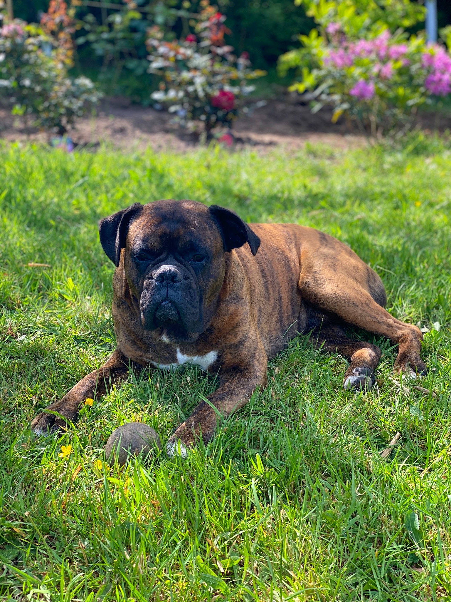 Hélios a rejoint le concours — aidez-le/la à gagner de superbes lots ! australian_bulldog, boxer, bullmastiff, canidae, carnivore, companion_dog, dog, dog_breed, fawn, grass, mammal, molosser, old_english_bulldog, olde_english_bulldogge, perro_de_presa_mallorquin, plant, renascence_bulldogge, snout, sporting_group, vertebrate