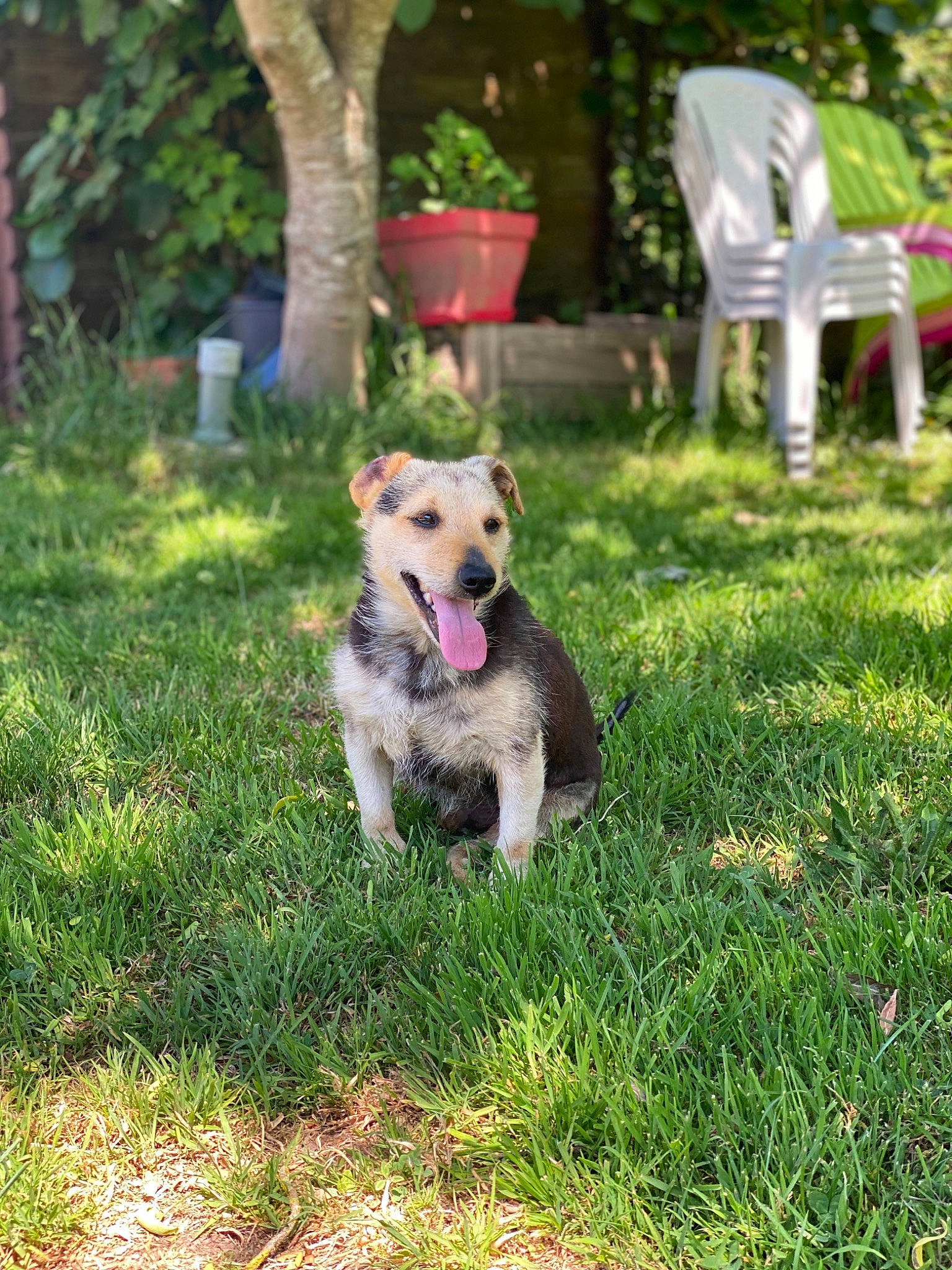 Junior participe au concours pour gagner de l'argent avec cette photo : canidae, carnivore, dog, dog_breed, fawn, flower, fox_terrier, grass, green, lawn, mammal, plant, puppy, shrub, sporting_group, tree, vertebrate, wire_hair_fox_terrier, working_dog