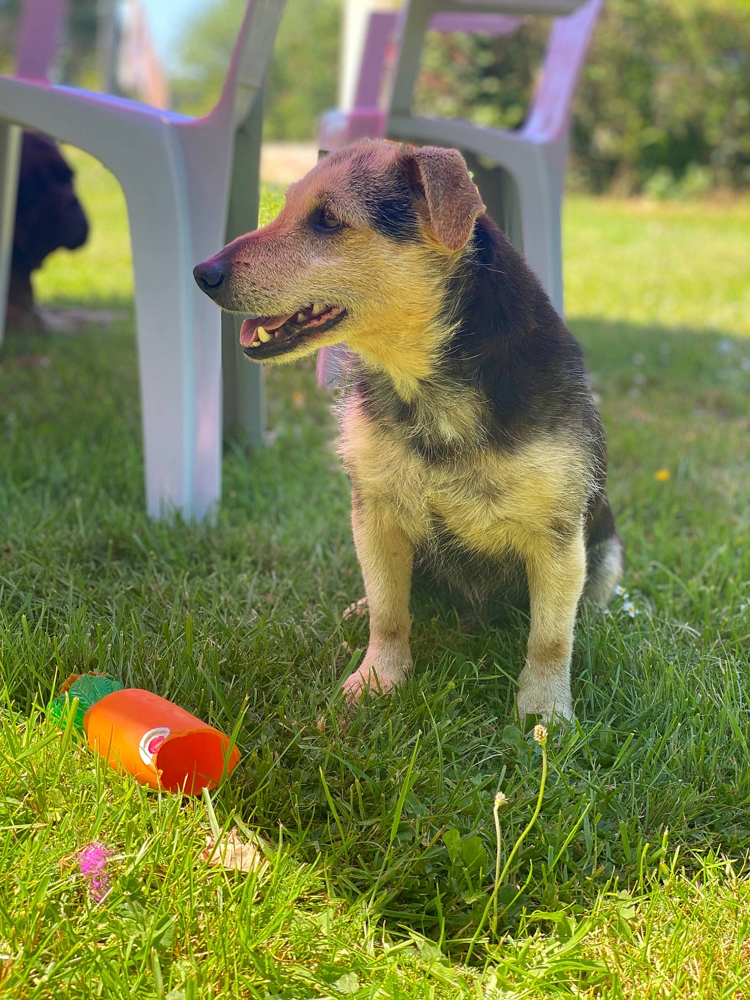 Junior participe au concours pour gagner de l'argent avec cette photo : canidae, carnivore, dog, dog_breed, grass, jagdterrier, mammal, snout, vertebrate