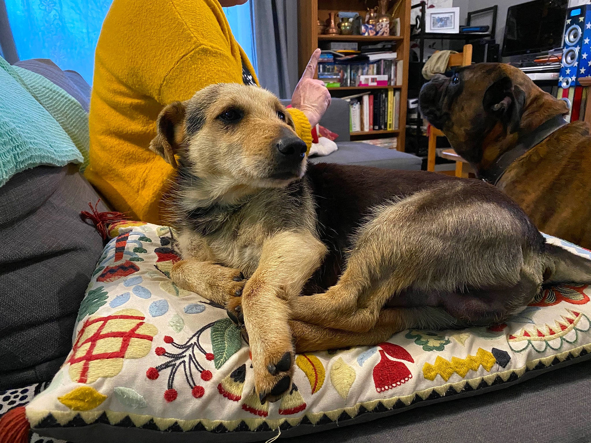 Junior a rejoint le concours — aidez-le/la à gagner de superbes lots ! border_terrier, canidae, carnivore, companion_dog, dog, dog_breed, irish_wolfhound, mammal, paw, puppy, snout, street_dog, vertebrate