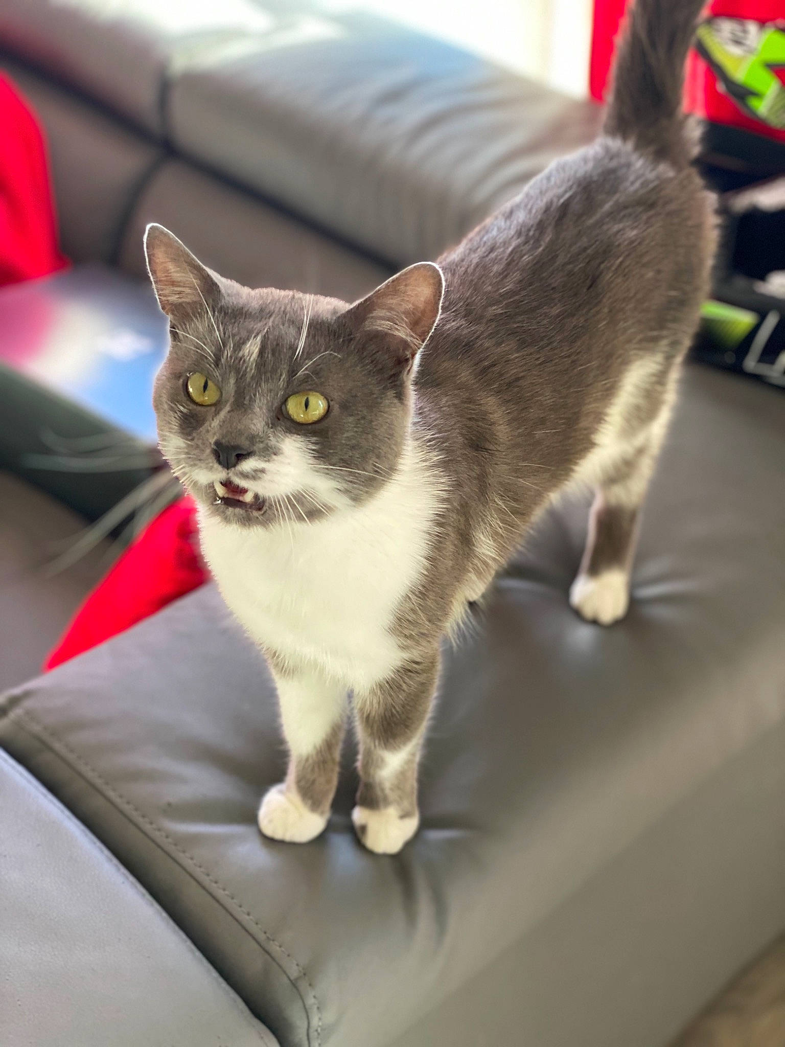 Smooky a rejoint le concours — aidez-le/la à gagner de superbes lots ! american_wirehair, asian, carnivore, cat, domestic_short_haired_cat, european_shorthair, fawn, felidae, kitten, mammal, small_to_medium_sized_cats, tabby_cat, whiskers