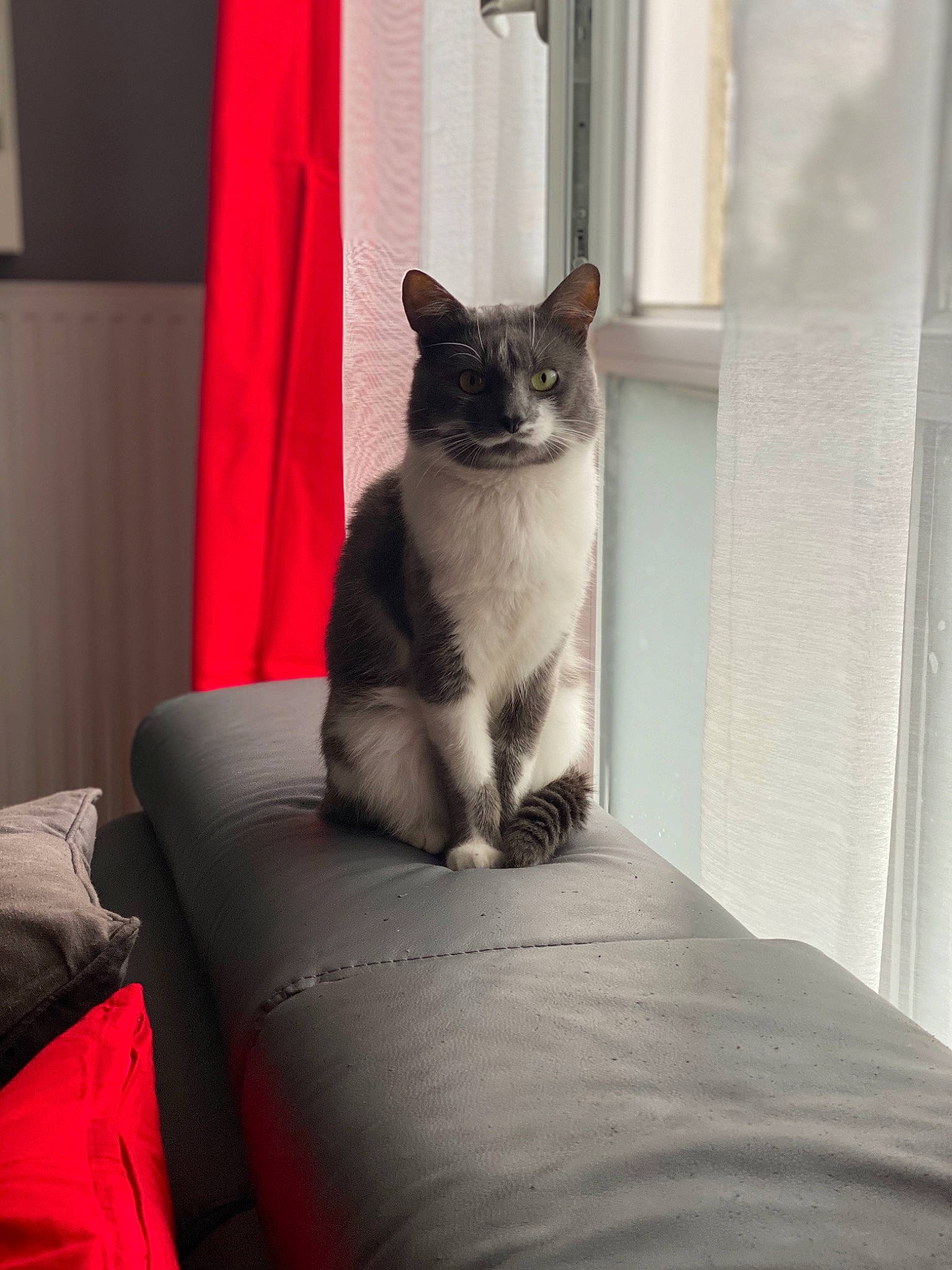 Smooky a rejoint le concours — aidez-le/la à gagner de superbes lots ! asian, carnivore, cat, domestic_short_haired_cat, felidae, furniture, kitten, small_to_medium_sized_cats, whiskers, window
