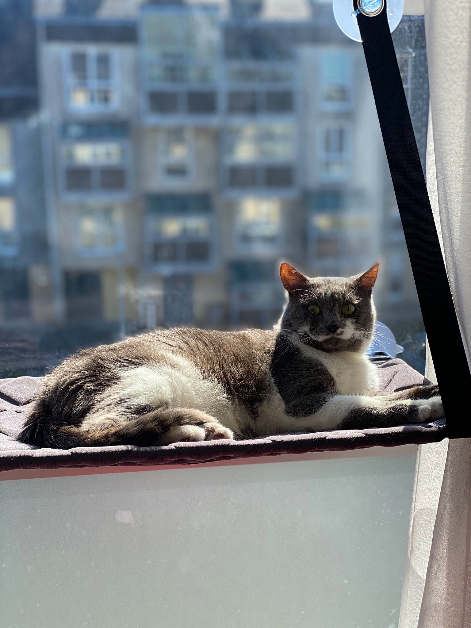Smooky participe au concours pour gagner de l'argent avec cette photo : aegean_cat, asian, carnivore, cat, domestic_short_haired_cat, dragon_li, european_shorthair, felidae, kitten, small_to_medium_sized_cats, tabby_cat, tail, whiskers, window
