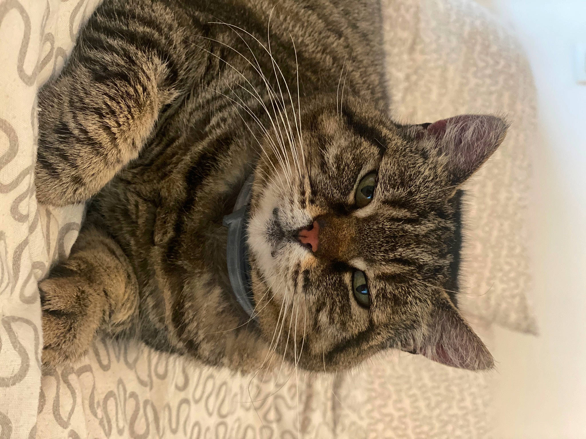 Luna participe au concours pour gagner de l'argent avec cette photo : american_shorthair, asian, california_spangled, carnivore, cat, domestic_short_haired_cat, dragon_li, ear, european_shorthair, felidae, fur, kitten, norwegian_forest_cat, ocicat, pixie_bob, small_to_medium_sized_cats, snout, tabby_cat, whiskers