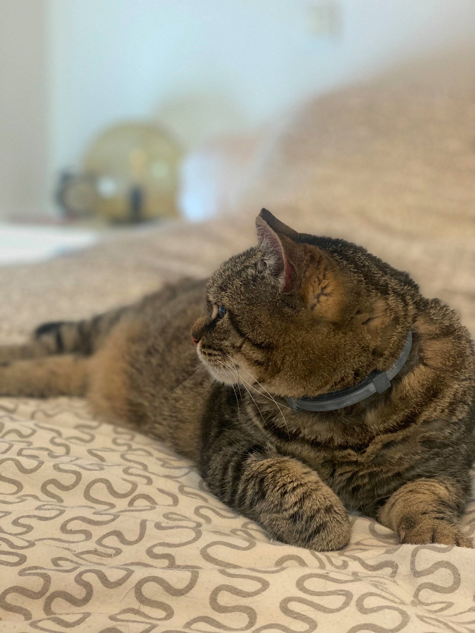 Luna participe au concours pour gagner de l'argent avec cette photo : american_shorthair, asian, british_shorthair, carnivore, cat, domestic_short_haired_cat, dragon_li, ear, european_shorthair, felidae, fur, kitten, mammal, paw, small_to_medium_sized_cats, snout, tabby_cat, whiskers, wildlife