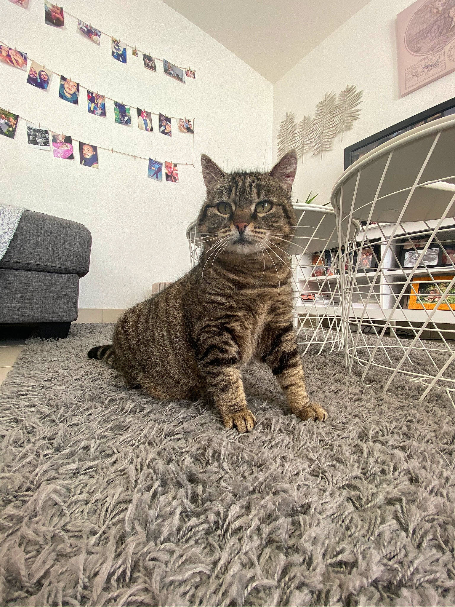 Luna participe au concours pour gagner de l'argent avec cette photo : american_shorthair, asian, bengal, california_spangled, carnivore, cat, domestic_short_haired_cat, dragon_li, european_shorthair, eye, felidae, fur, kitten, mammal, pixie_bob, sitting, small_to_medium_sized_cats, tabby_cat, whiskers, wild_cat