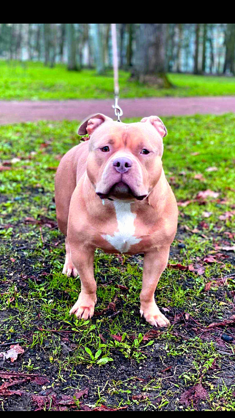 Bella a rejoint le concours — aidez-le/la à gagner de superbes lots ! bulldog, canidae, carnivore, collar, companion_dog, dog, dog_breed, dog_clothes, fawn, grass, groundcover, molosser, pink, plant, puppy, snout, sporting_group, terrestrial_animal, tree, working_animal