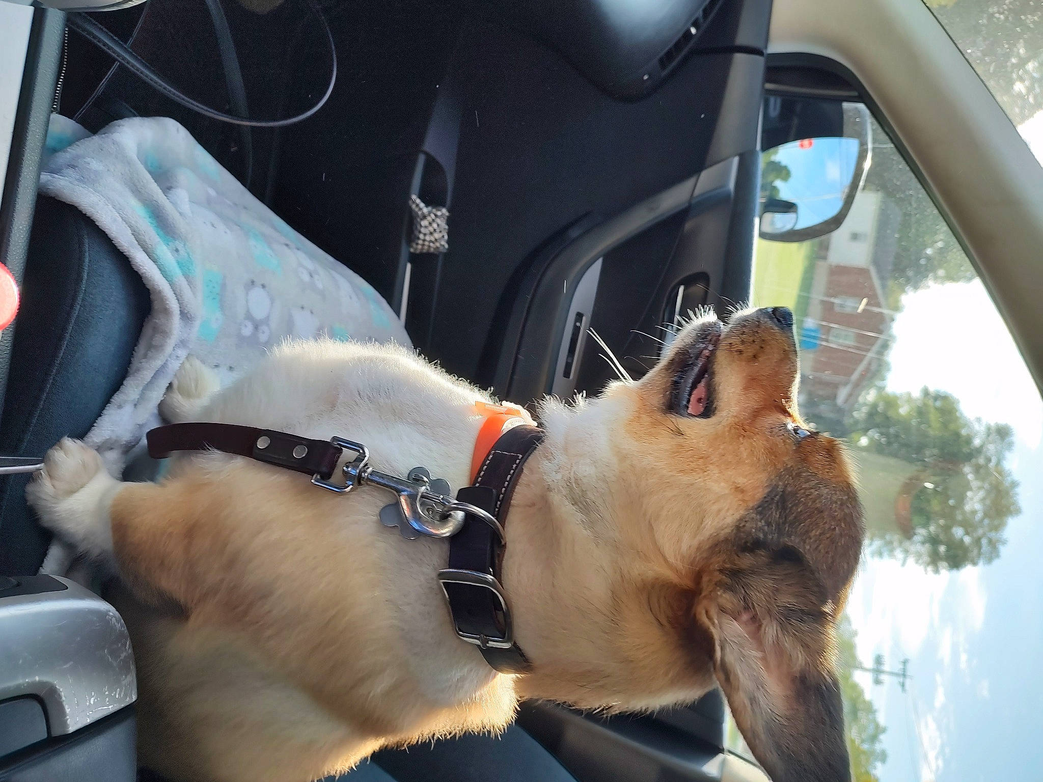 Brumby joined the competition — help win amazing prizes! auto_part, automotive_exterior, automotive_mirror, car, carnivore, collar, companion_dog, dog, dog_breed, eyewear, fawn, hood, motor_vehicle, personal_luxury_car, snout, steering_wheel, vehicle, vehicle_door, windshield, working_animal