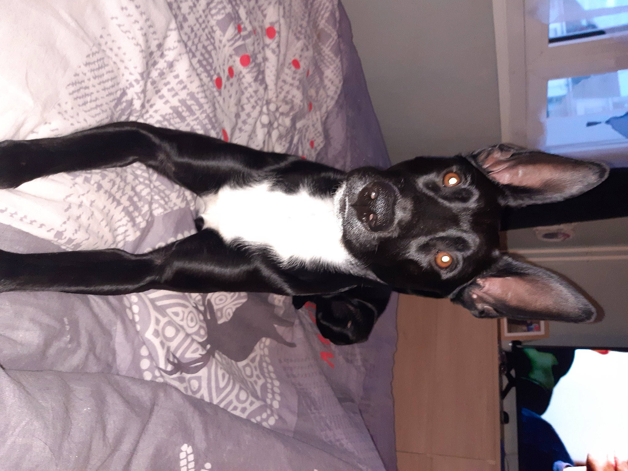 Mago a rejoint le concours — aidez-le/la à gagner de superbes lots ! canidae, carnivore, collar, companion_dog, dog, dog_breed, fur, gesture, guard_dog, non_sporting_group, snout, sporting_group, tail