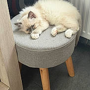 Snow participe au concours pour gagner de l'argent avec cette photo : animal, blue_eyes, cat, cozy, cute, floor, fluffy, furniture, gray, indoor, kitten, pet, radiator, resting, sleepy, small, speaker, stool, wooden_legs, young